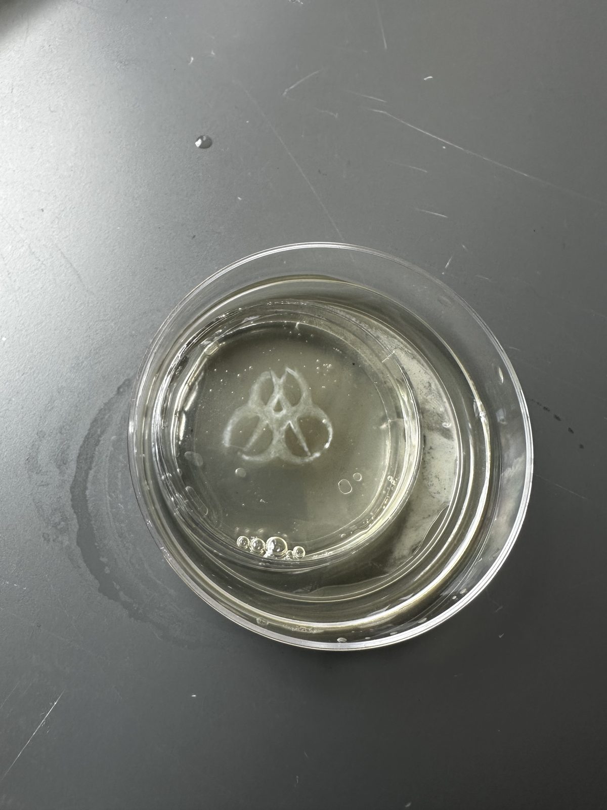 A small clover-shaped hydrogel structure printed by the machine, submerged in a petri dish