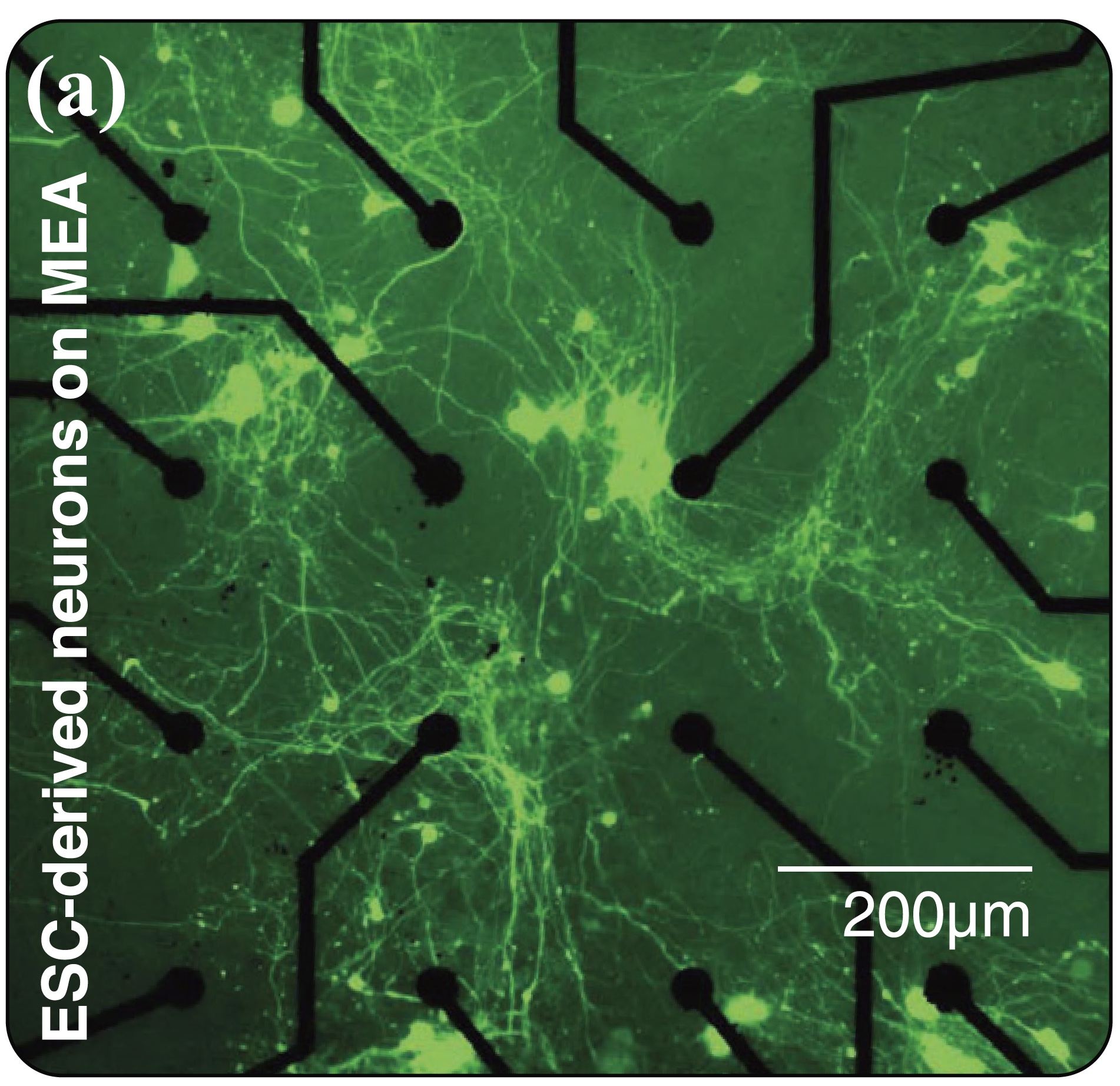 Fluorescence micrograph of green neurons spreading across a microelectrode array, with black round contact points and black wires, and a 200 micrometer scale bar